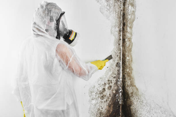 Mold Removal and Inspection in West Glens Falls, NY