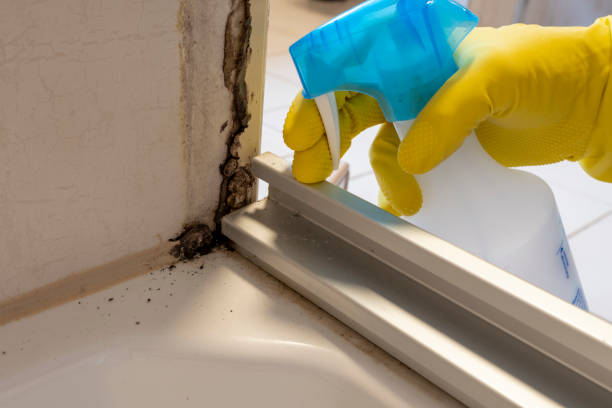 Best Black Mold Removal  in West Glens Falls, NY