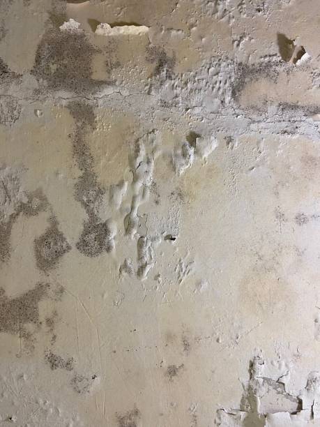 Mold Removal Process in West Glens Falls, NY