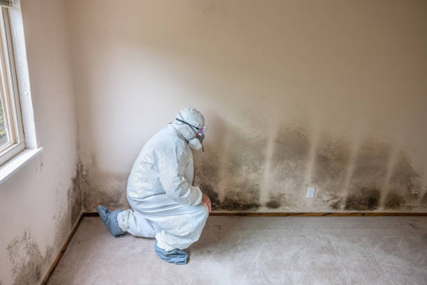Trusted West Glens Falls, NY Mold Removal Experts
