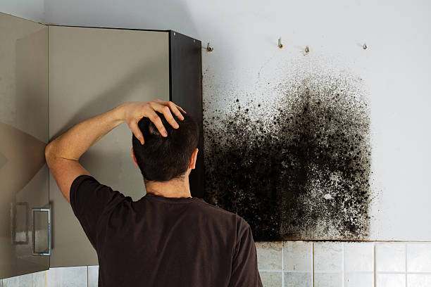 Best Mold Cleaning Services  in West Glens Falls, NY