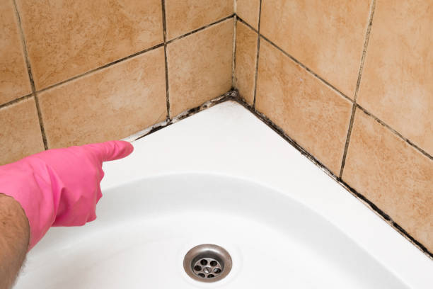 Best Affordable Mold Removal  in West Glens Falls, NY